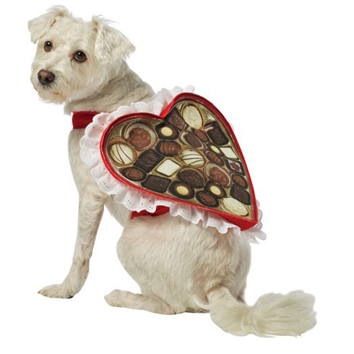 Rasta Imposta Chocolate Box Dog Costume
