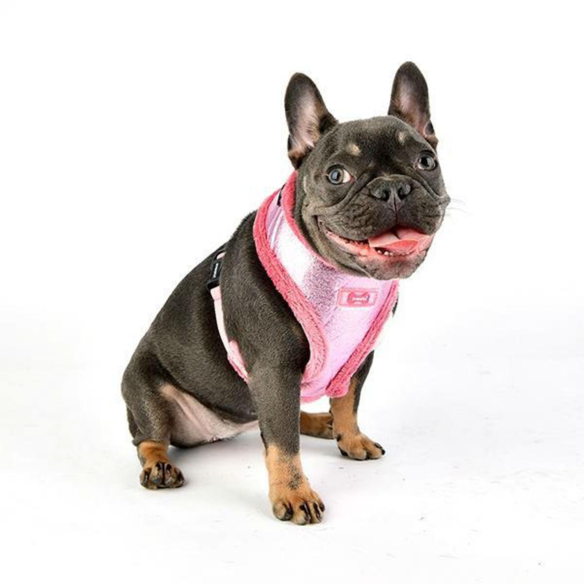 Evon Basic Style Dog Harness by Puppia - Pink