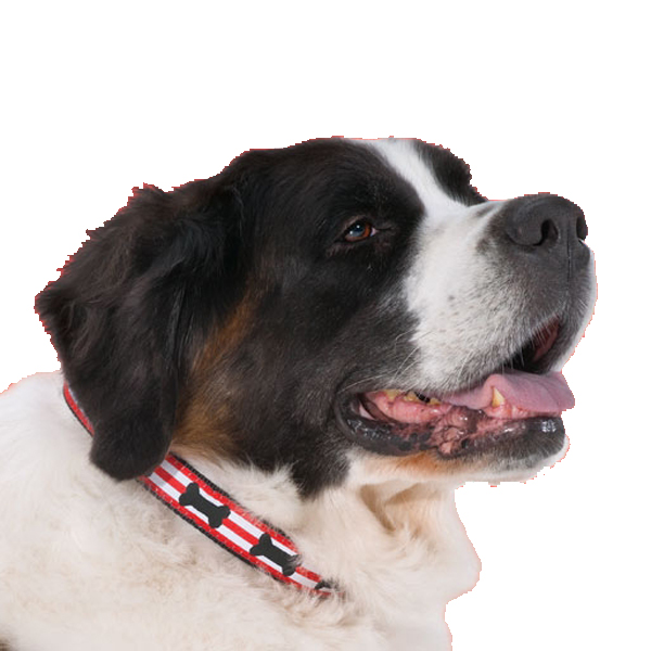 Got Bones? Dog Collar by Up Country