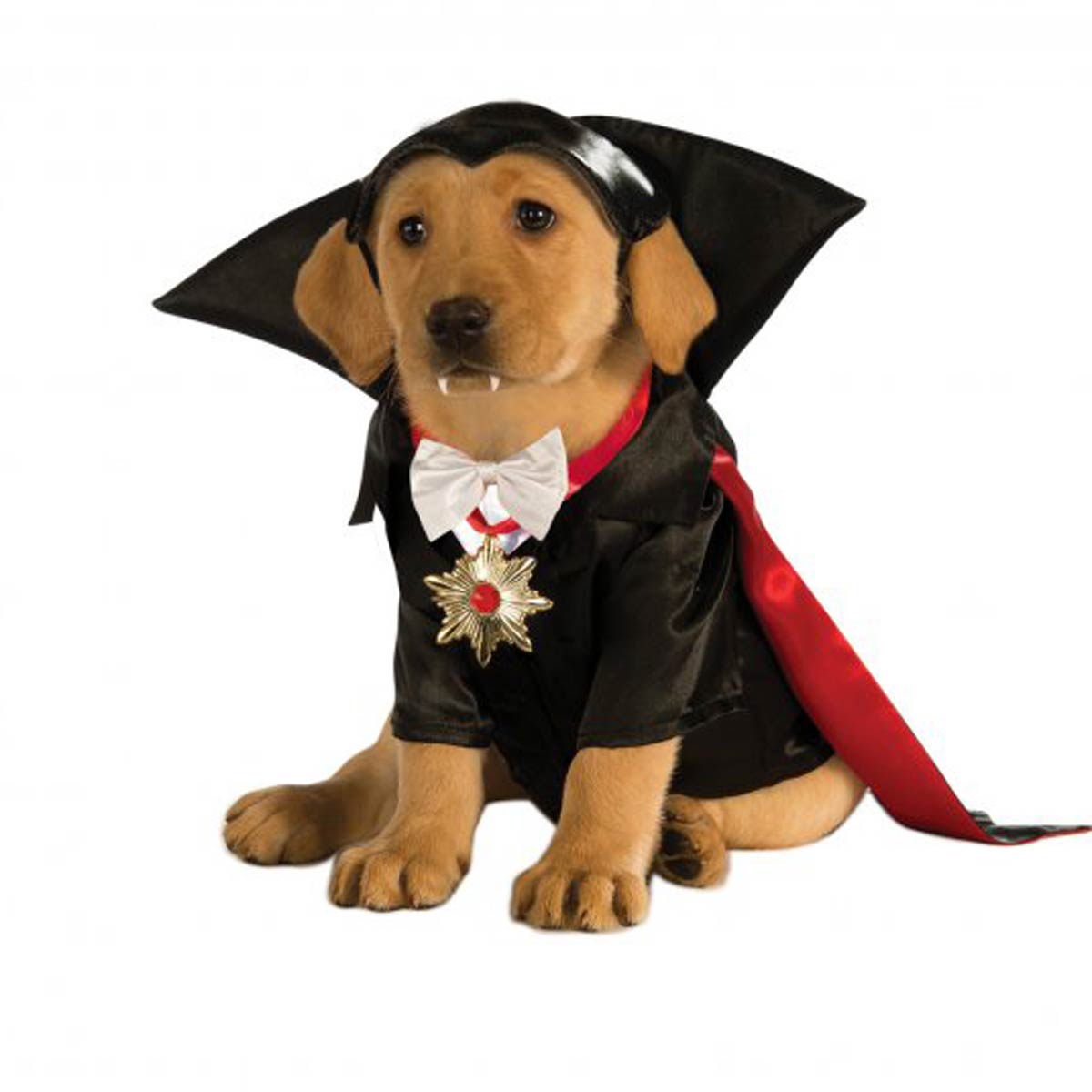 Halloween Dracula Dog Costume
