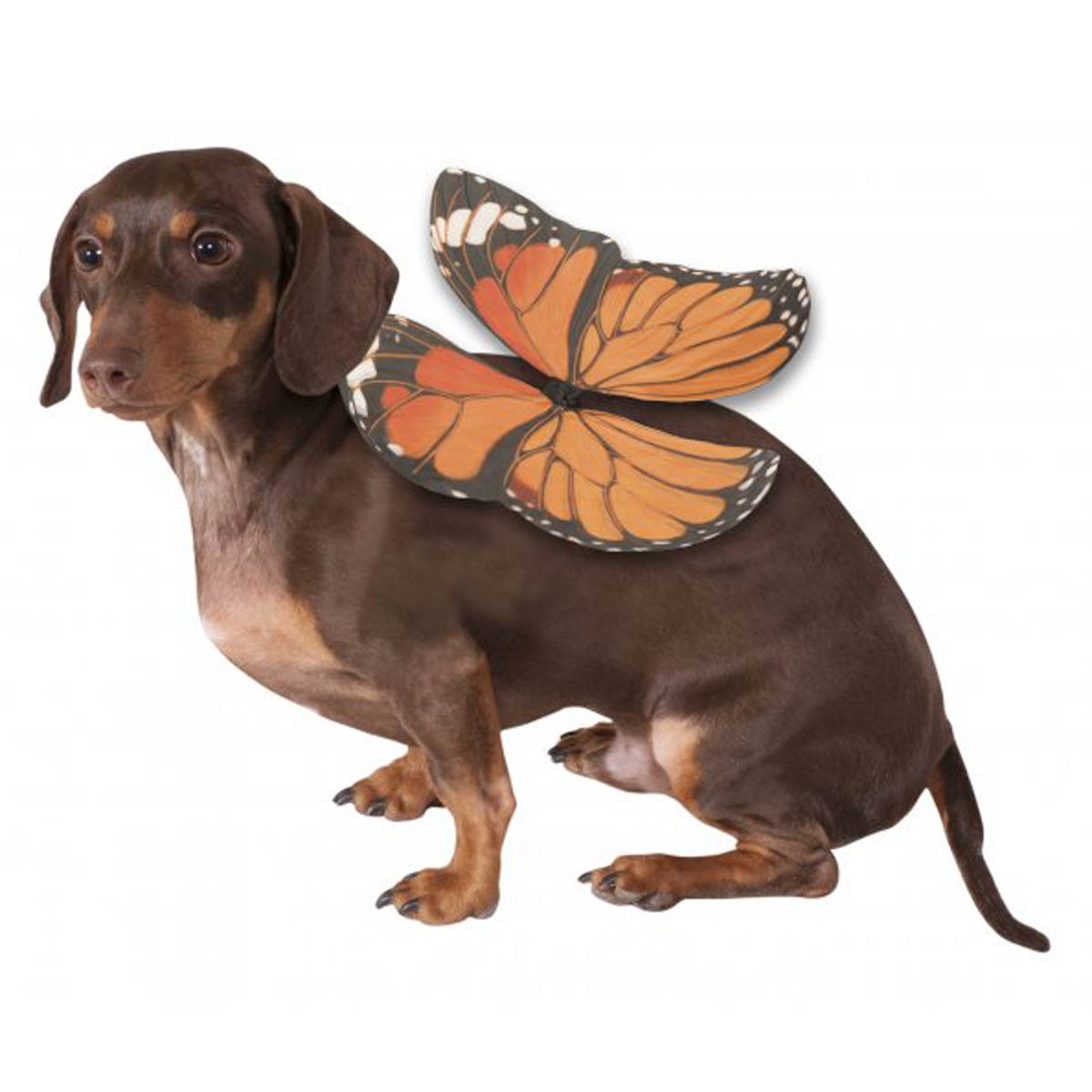 Monarch Butterfly Wings Dog Costume