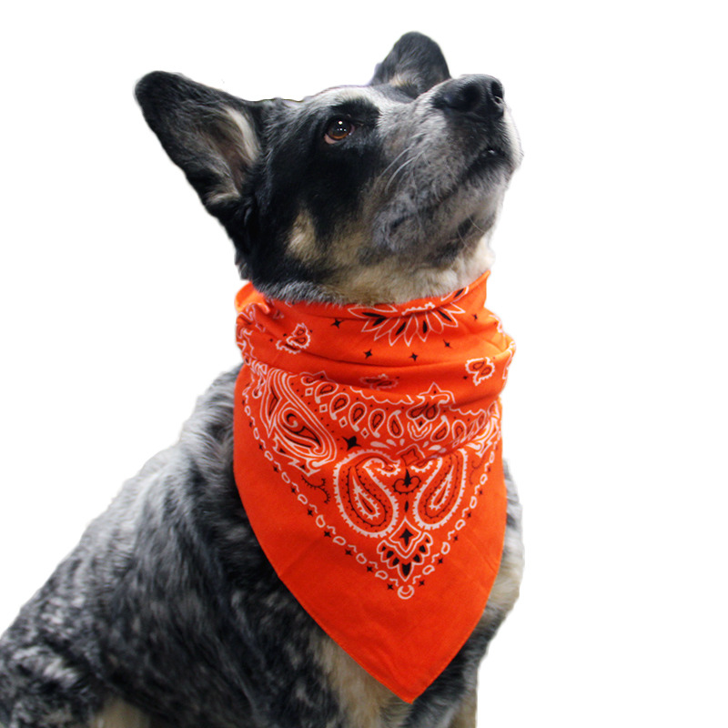 Top Performance Paisley Dog Bandana - Orange