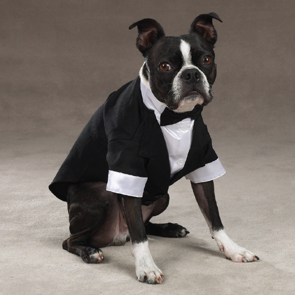 East Side Collection Yappily Ever After Wedding Groom Dog Tuxedo