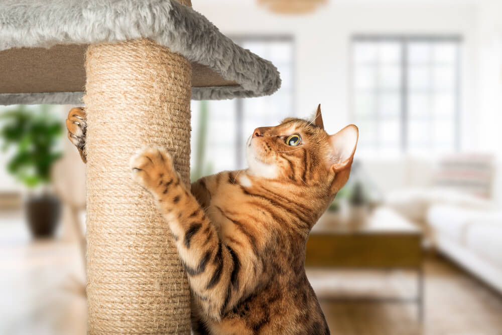 A cat scratching on an indoor cat tree to reduce stress and prevent cat spraying.