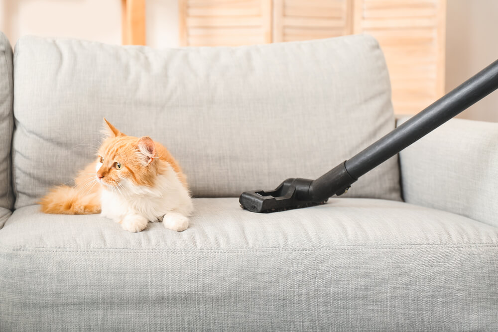Cat sitting on a gray couch that is being vacuumed to remove cat spraying odor.