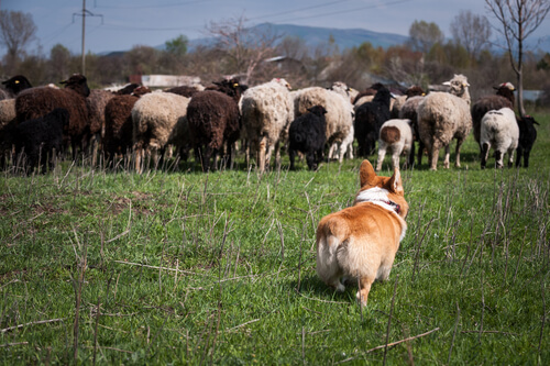 Top 10 Herding Dogs – Part 1 | BaxterBoo
