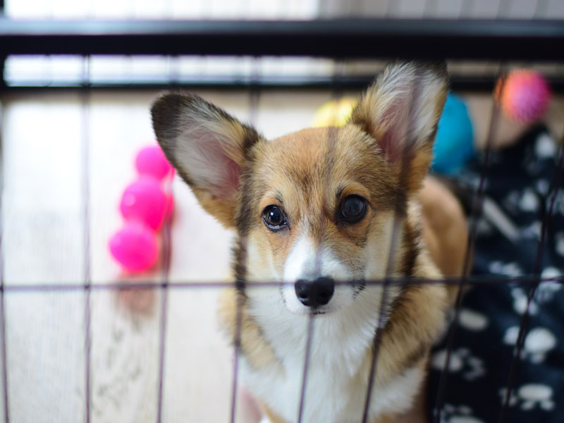 how much crate time should a puppy have