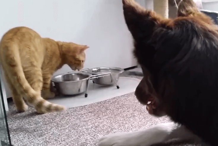 cat feeds dog