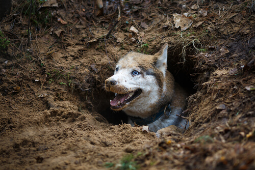 Dog Won't Stop Digging 