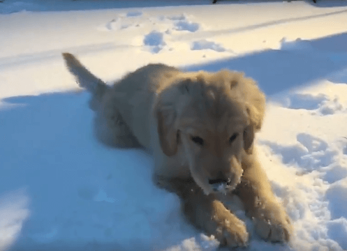 why do puppies eat snow