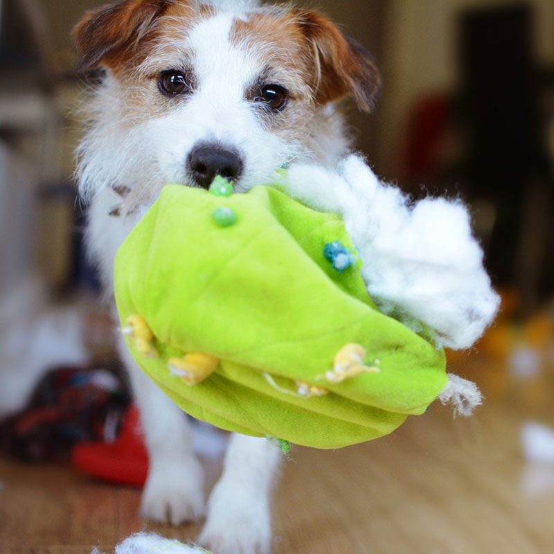 The Stuffing-Free Dog Toy Phenomenon | BaxterBoo