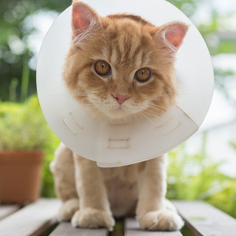 How To Make A Cone Collar For A Cat At Grace Chung Blog