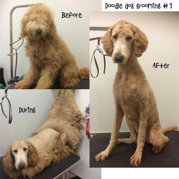 how fast does goldendoodle puppy hair grow