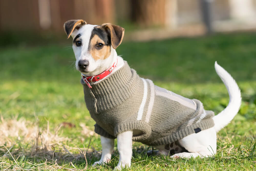 Do dogs like wearing clothes? A Jack Russell terrier wears a sweater on a spring day.