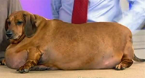77-pound Dachshund Gets Tummy Tuck 