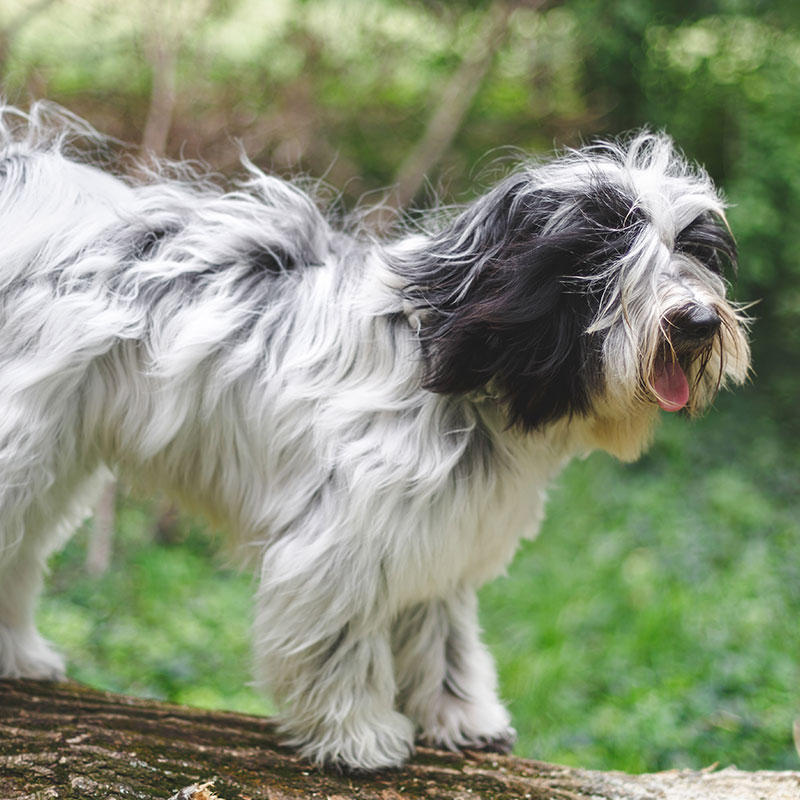 tibetan sheepdog