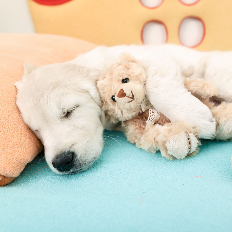 dog curled up sleeping