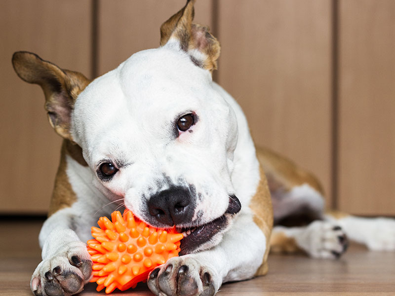 Why Is My Dog Destroying Toys? | BaxterBoo