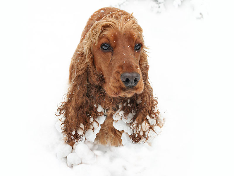 ice balls on dog fur