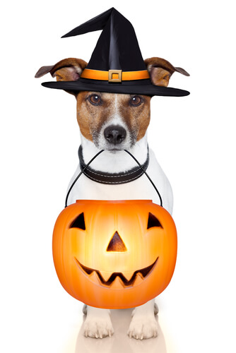 trick-or-treating-with-your-dog-this-halloween-baxterboo