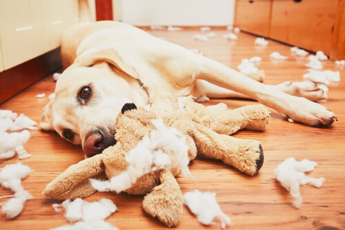 dog destroys stuffed toys