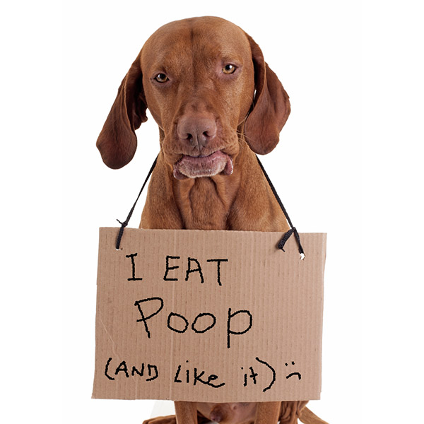 dog eating poop