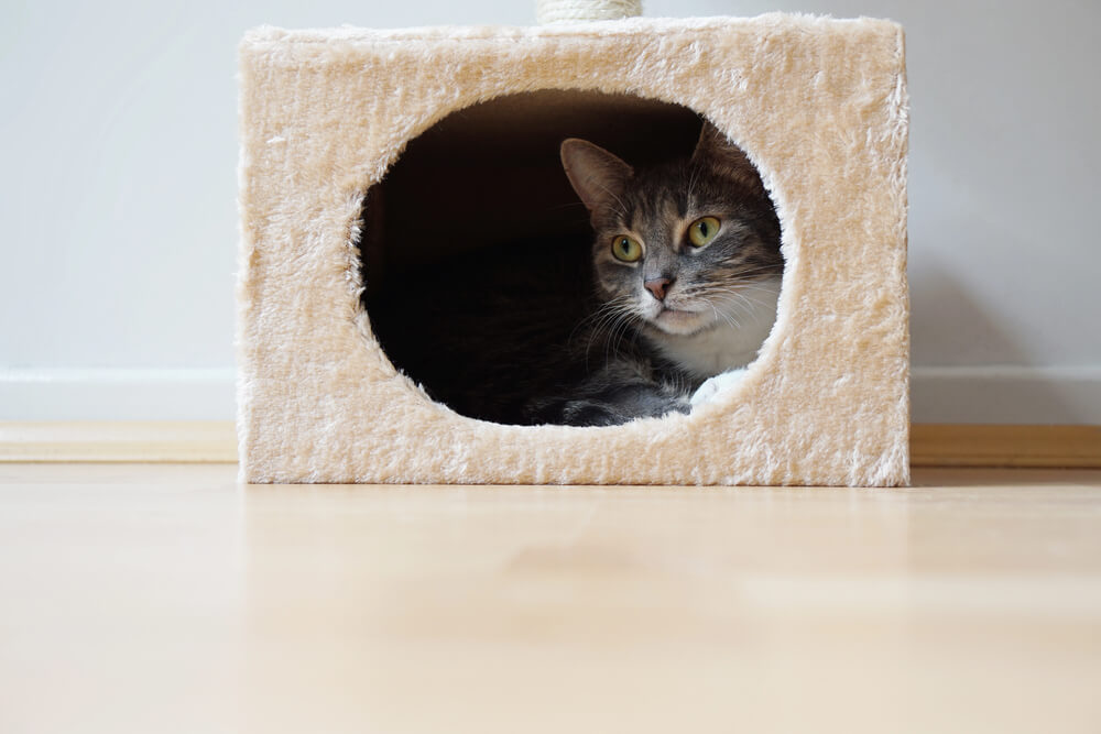 A gray tabby cat rests in an enclosed box to highlight the differences between a cat tower for large cats and a cat condo.