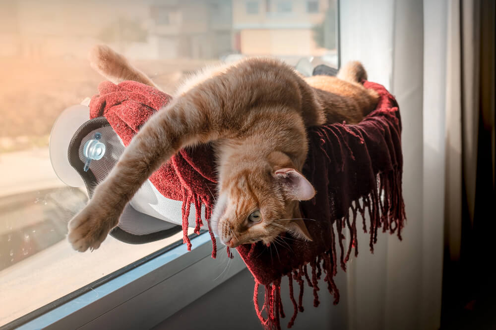 An orange cat lays in a window hammock as an alternative to a cat tower for large cats.
