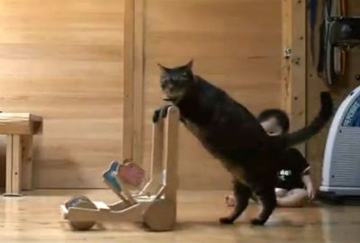 Watch This: Cat Teaches Baby to Walk | BaxterBoo