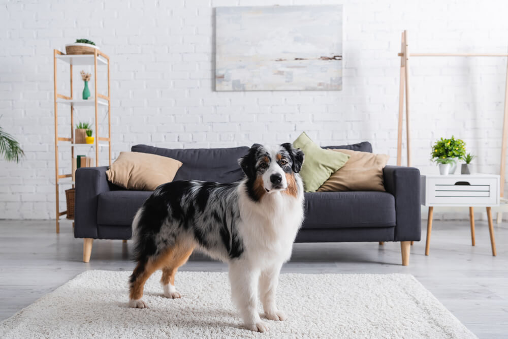 Do Australian Shepherds Shed? An Australian Shepherd stands on a rug in a modern living room.