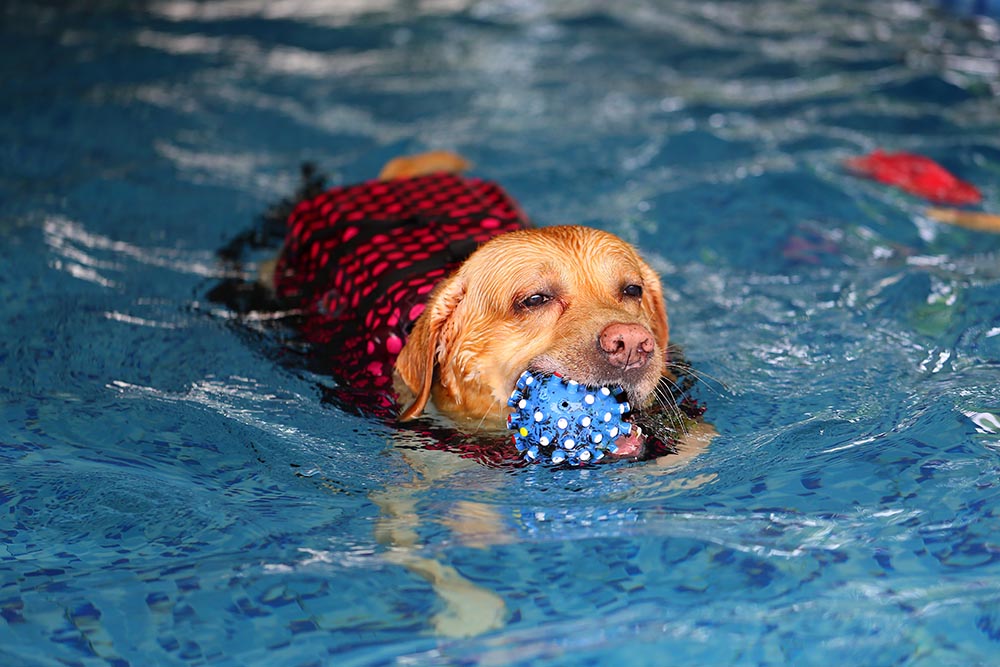 best floating dog toys