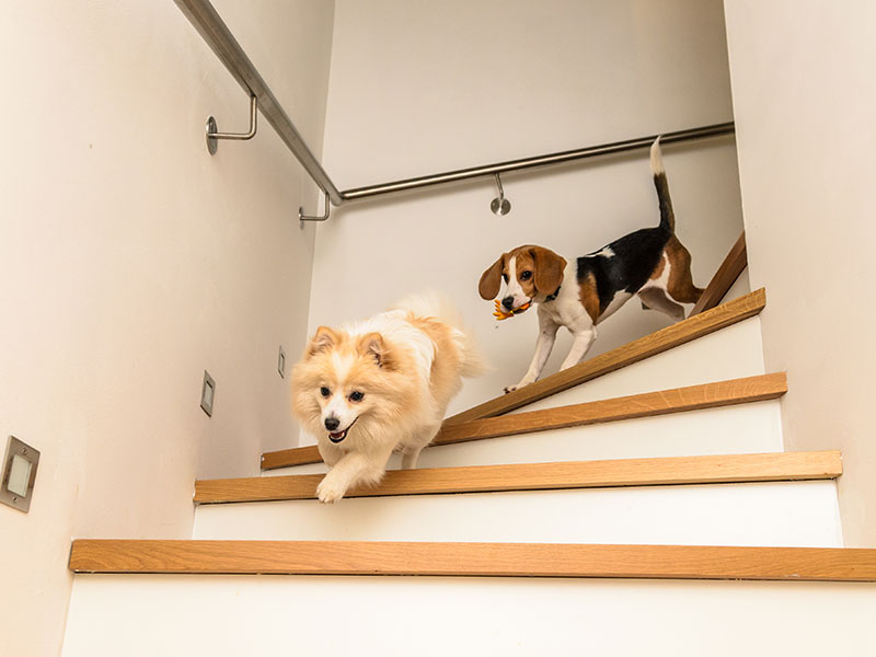 How To Teach Your Dog To Climb Stairs | BaxterBoo