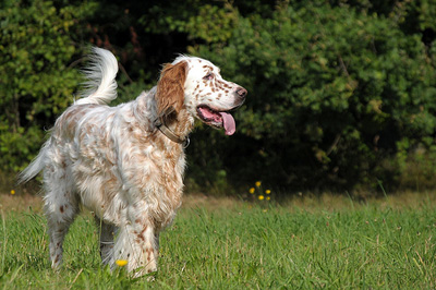Meet the Breed: The English Setter | BaxterBoo