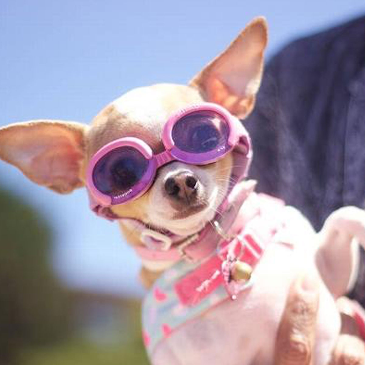 What Are Doggles Used For