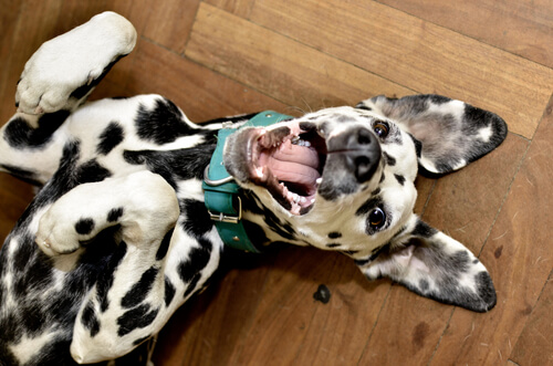 most playful dogs