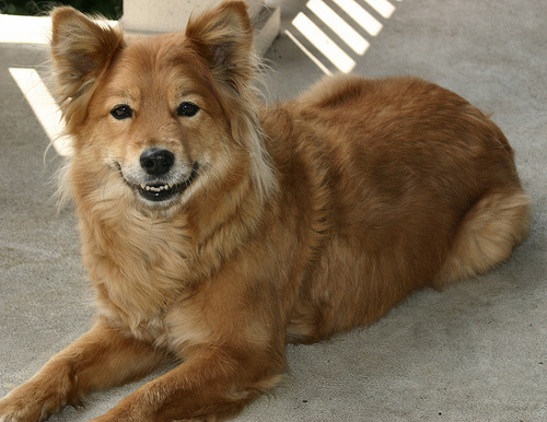 Meet The Breed The Finnish Spitz Baxterboo