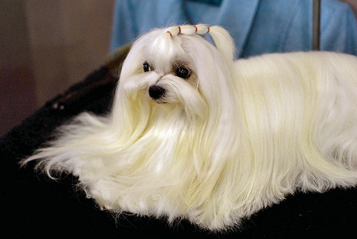 Meet The Breed The Maltese Baxterboo