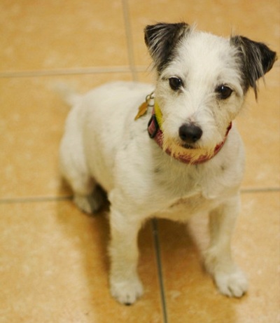 Meet the Breed: The Russell Terrier | BaxterBoo