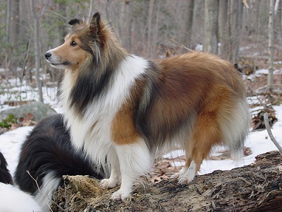 Meet The Breed: The Shetland Sheepdog | BaxterBoo