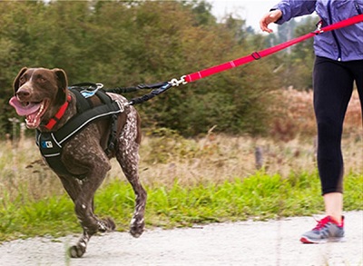 Choose the Right Leash for Your Dog 