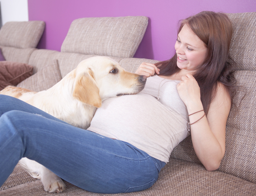 dog protective of pregnant owner