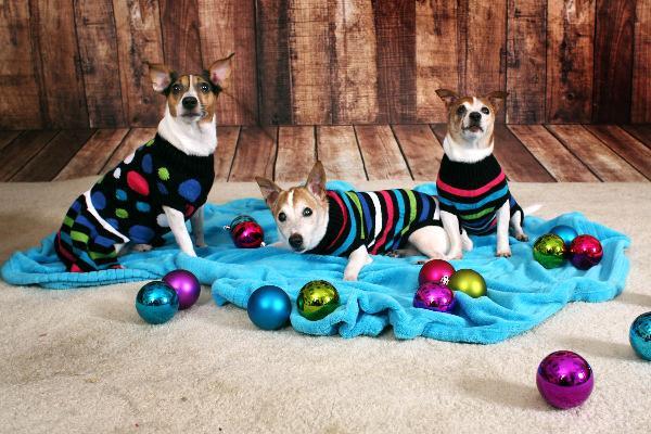 dog holiday sweaters