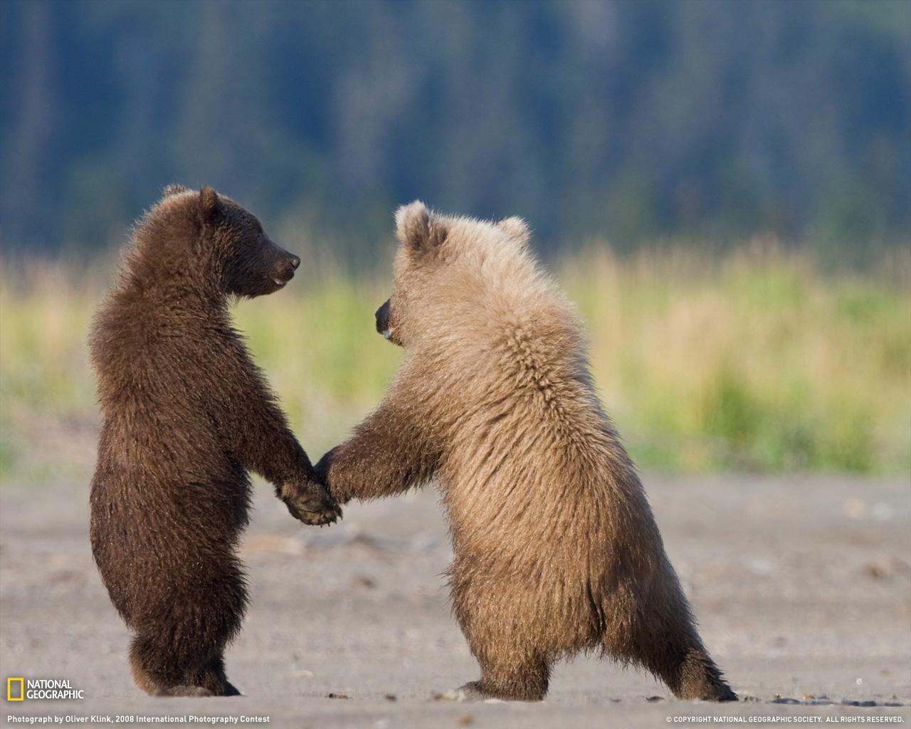 cuddly bears