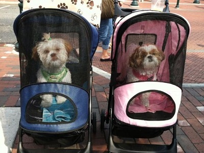 doggy prams for sale