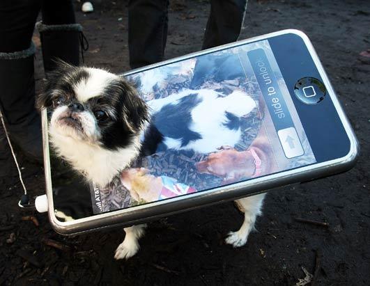 Image result for dog using an apple ipad