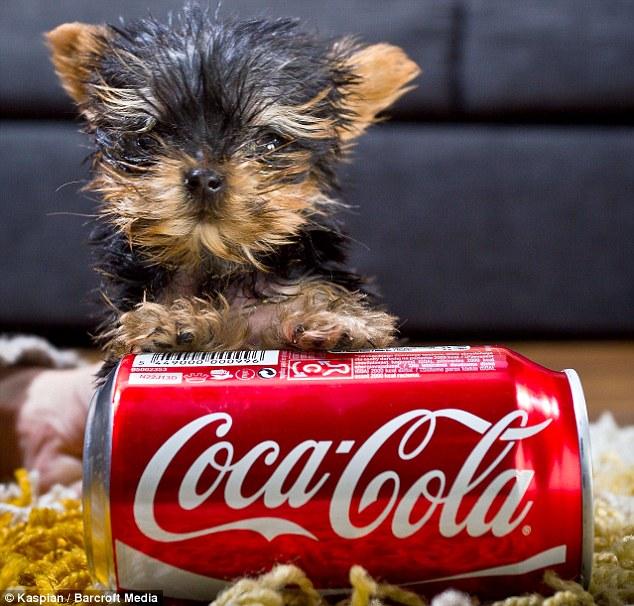 world's smallest yorkshire terrier