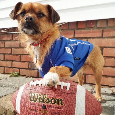 dogs in football jerseys