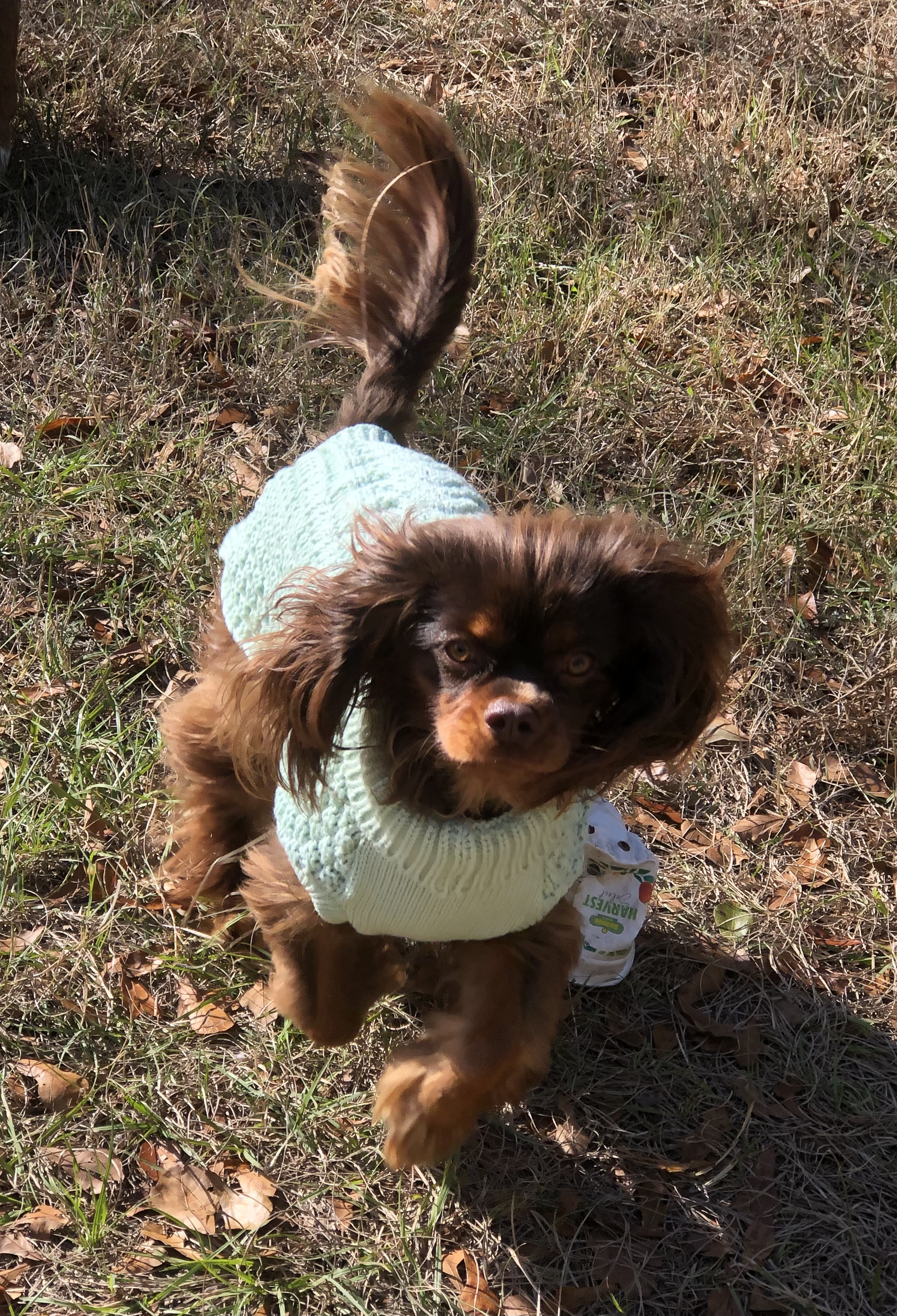 fabdog Chunky Turtleneck Dog Sweater - Mint - Review Image 1