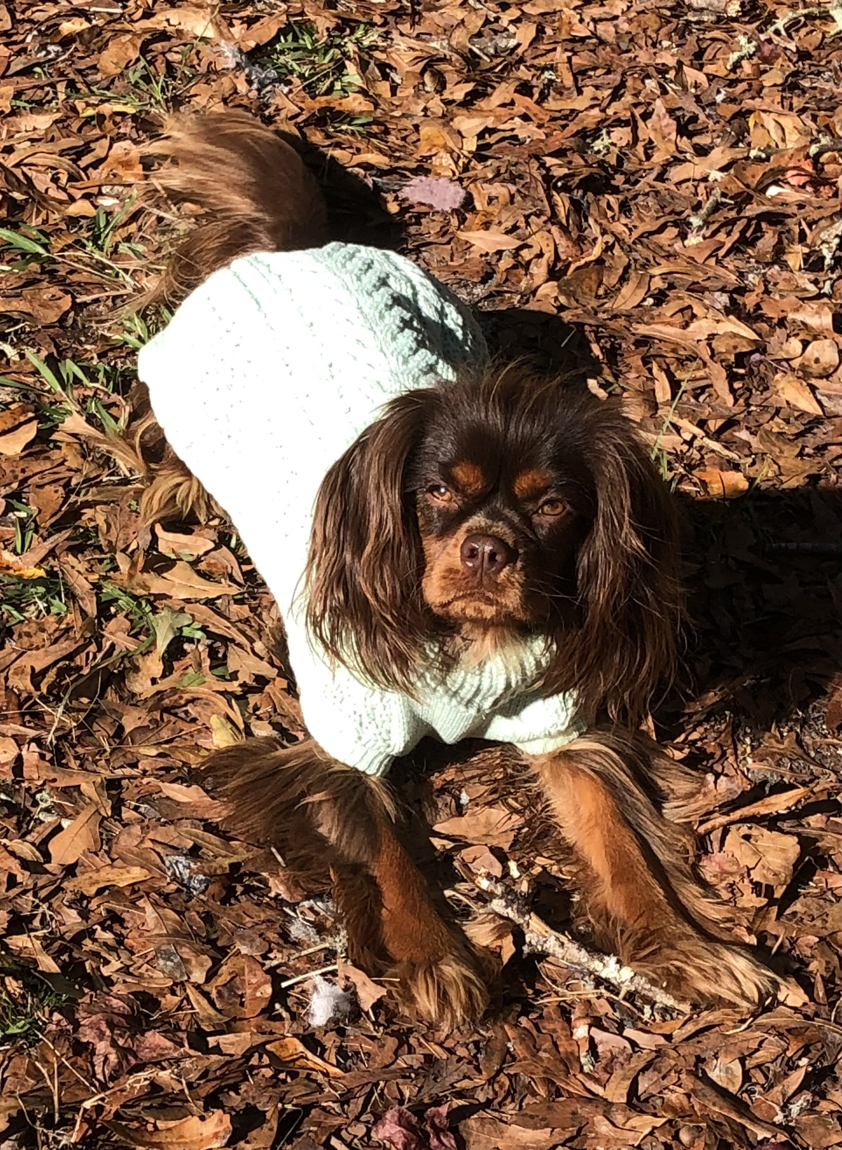 fabdog Chunky Turtleneck Dog Sweater - Mint - Review Image 2