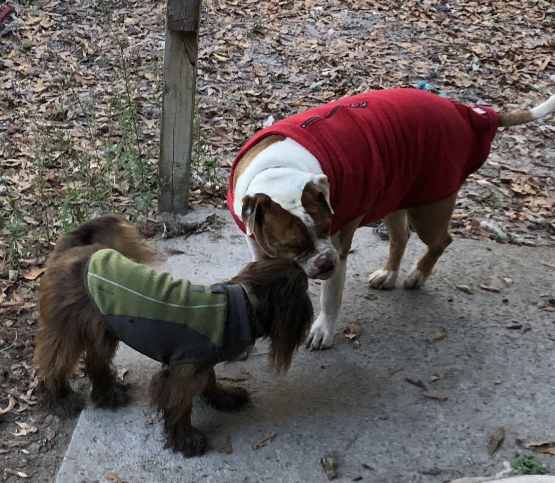 Kurgo K9 Core Dog Sweater - Heather Red - Review Image 4